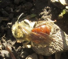 Andrena erythrogaster