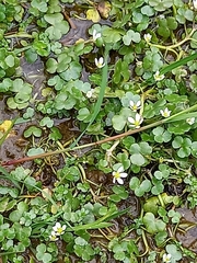 Ranunculus omiophyllus