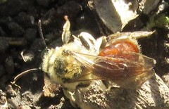 Andrena erythrogaster