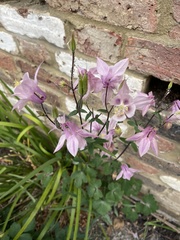 Aquilegia