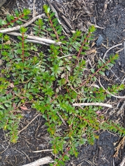 Laurembergia repens