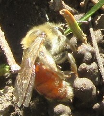 Andrena erythrogaster
