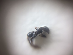 Pheidole wroughtonii