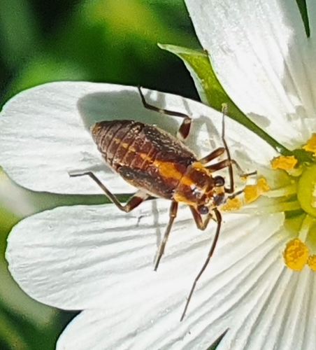 Capsodes flavomarginatus