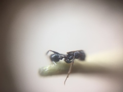 Pheidole wroughtonii