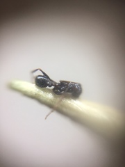 Pheidole wroughtonii