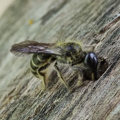 Chelostoma florisomne