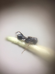 Pheidole wroughtonii