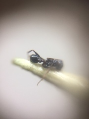 Pheidole wroughtonii