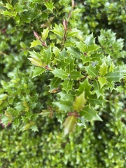Osmanthus heterophyllus