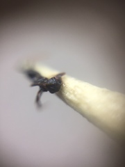 Pheidole wroughtonii