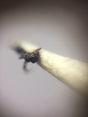 Pheidole wroughtonii