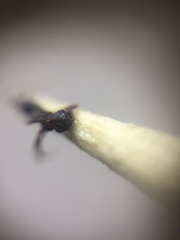 Pheidole wroughtonii