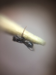 Pheidole wroughtonii