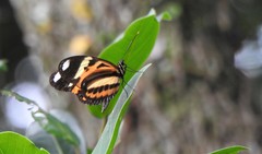 Heliconius ethilla