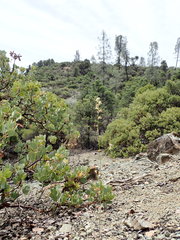 Streptanthus barbiger