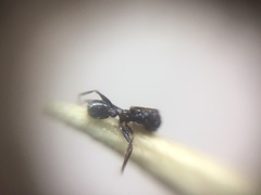 Pheidole wroughtonii