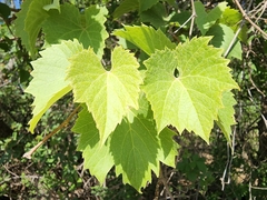 Vitis acerifolia