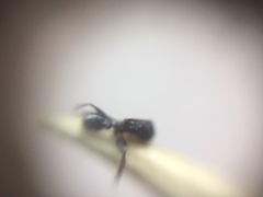 Pheidole wroughtonii