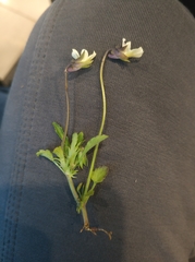 Viola arvensis