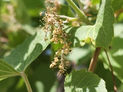 Vitis acerifolia