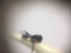 Pheidole wroughtonii