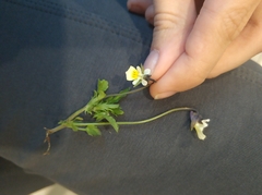Viola arvensis