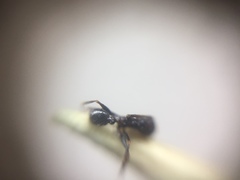 Pheidole wroughtonii