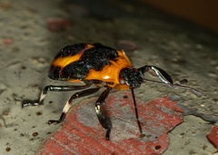 Eocanthecona concinna