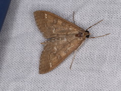 Mecyna mustelinalis
