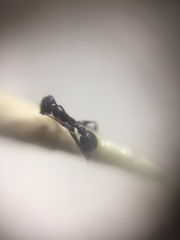 Pheidole wroughtonii