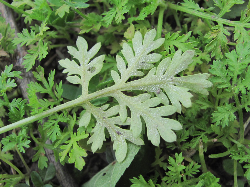 Paraperonospora sulphurea