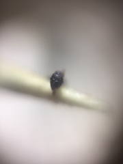 Pheidole wroughtonii