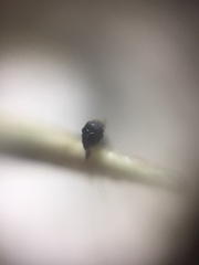 Pheidole wroughtonii