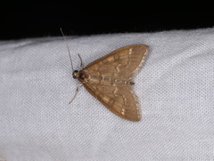 Mecyna mustelinalis