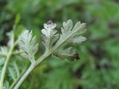 Paraperonospora sulphurea