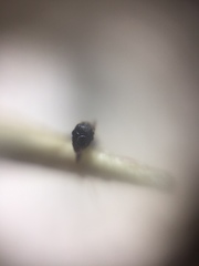 Pheidole wroughtonii