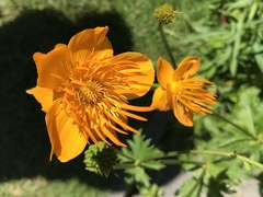 Trollius chinensis
