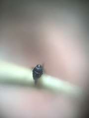 Pheidole wroughtonii