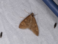 Mecyna mustelinalis