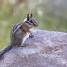 Long-eared Chipmunk - Photo (c) kendrozd, some rights reserved (CC BY-NC)