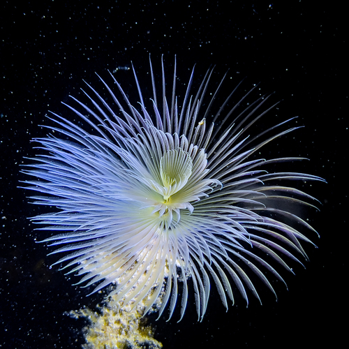 Sabella spallanzanii (Gmelin, 1791)