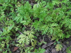 Paraperonospora sulphurea