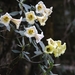 Rhododendron dalhousieae rhabdotum - Photo (c) Phuentsho, alguns direitos reservados (CC BY-NC), uploaded by Phuentsho