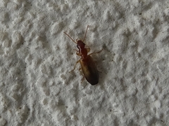 Paradromius