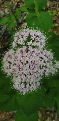 Valeriana pyrenaica