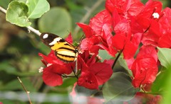 Heliconius ethilla
