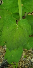 Valeriana pyrenaica