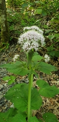 Valeriana pyrenaica