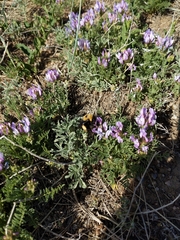 Bombus nevadensis